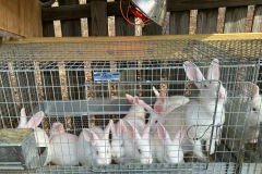 Mom_and_Litter2